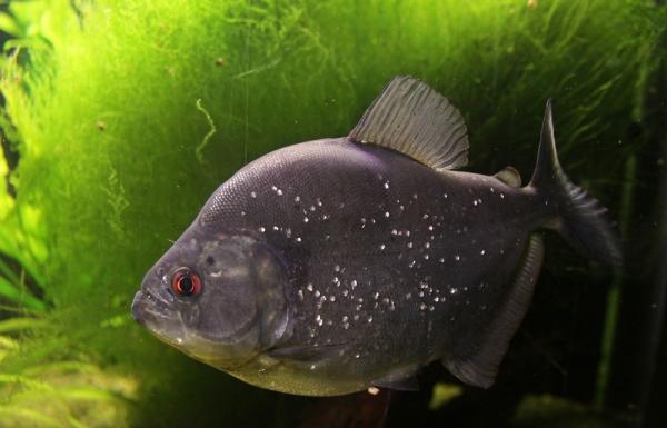 A piranha como animal de estimação - Piranha-preta