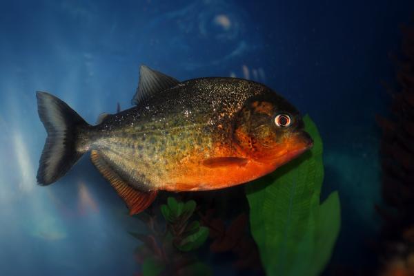 A piranha como animal de estimação - Piranha-vermelha