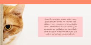 Por que dizem que os gatos têm 7 vidas?