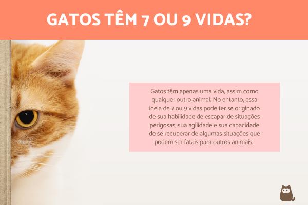 Por que dizem que os gatos têm 7 vidas?