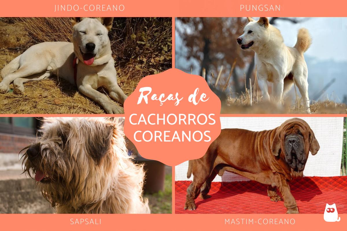 Raças de cachorros coreanos
