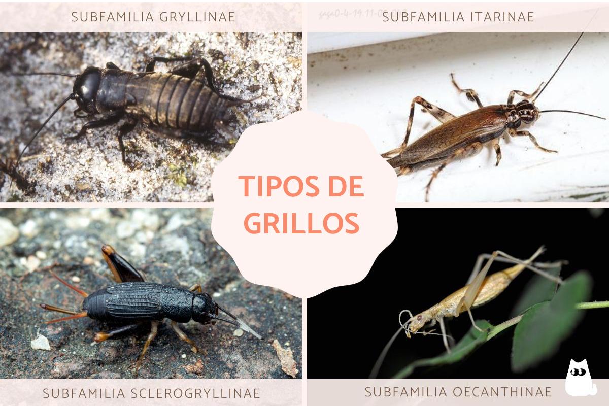 Tipos de grilo
