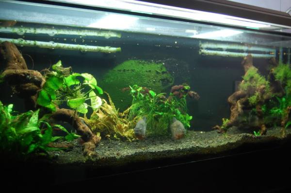 A piranha como animal de estimação - Um aquário adequado para a piranha