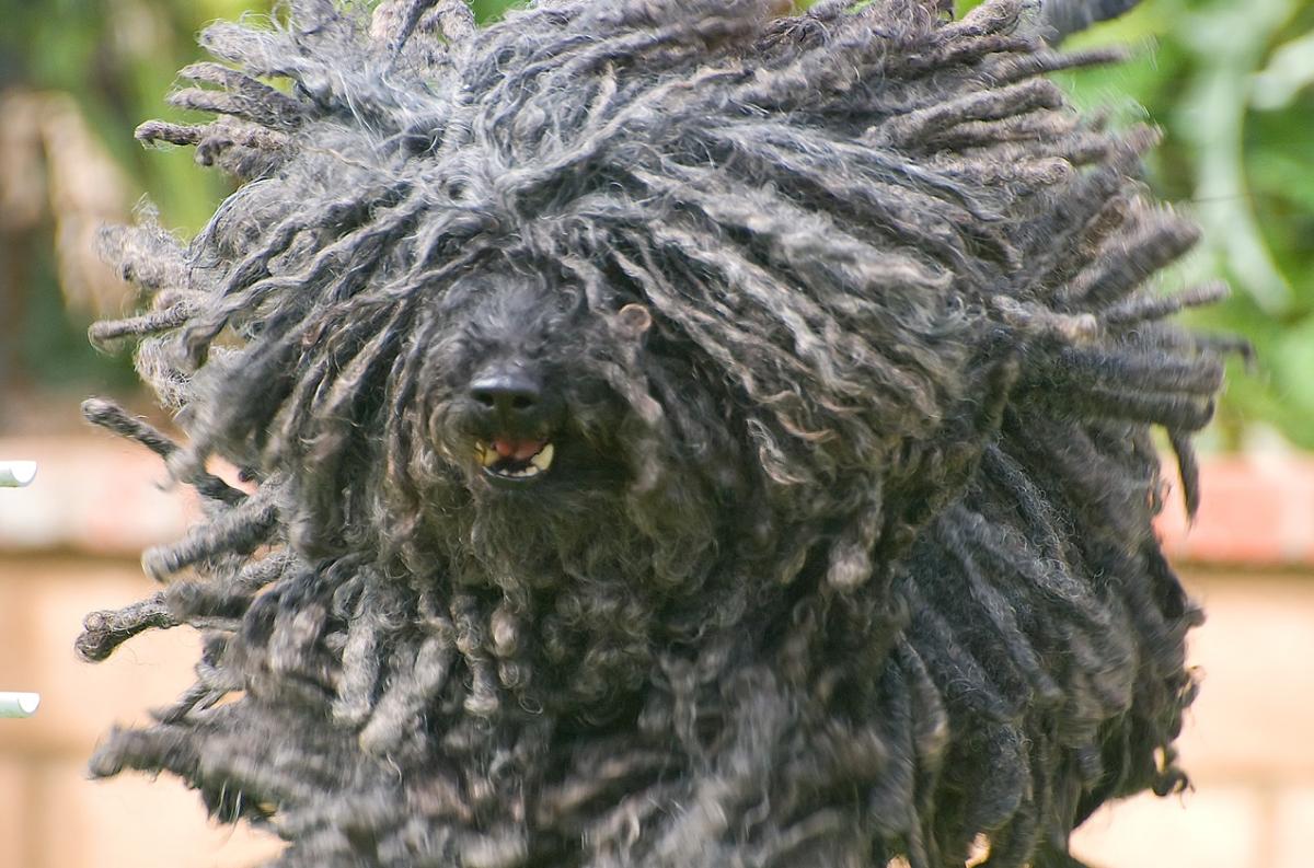 17 raças de cães que você nunca ouviu falar