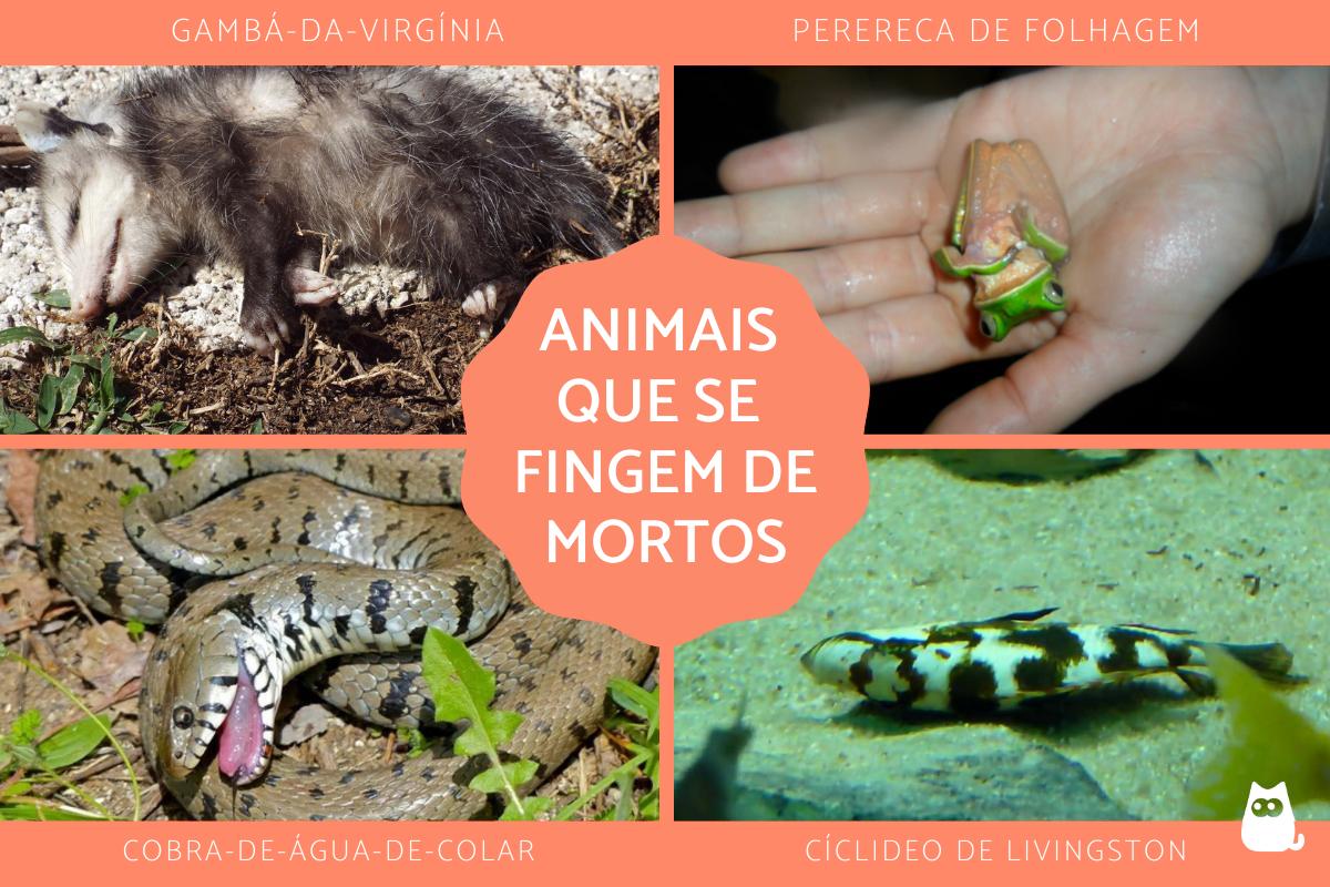 Animais que se fingem de mortos