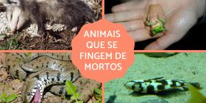 Animais que se fingem de mortos