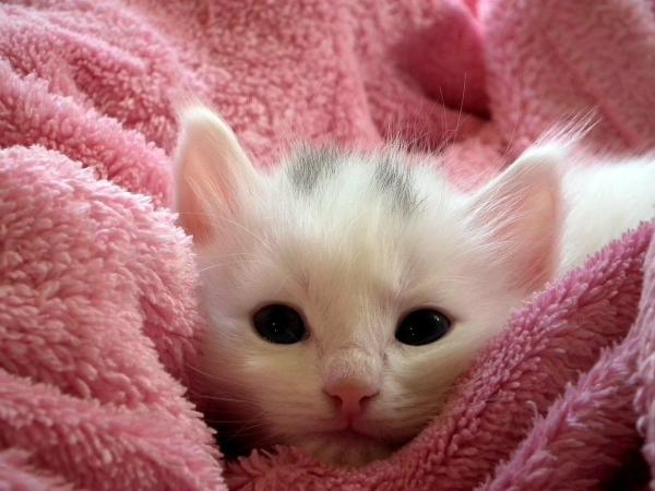 Gato que não cresce: causas e o que fazer - Meu gato não cresce: causas