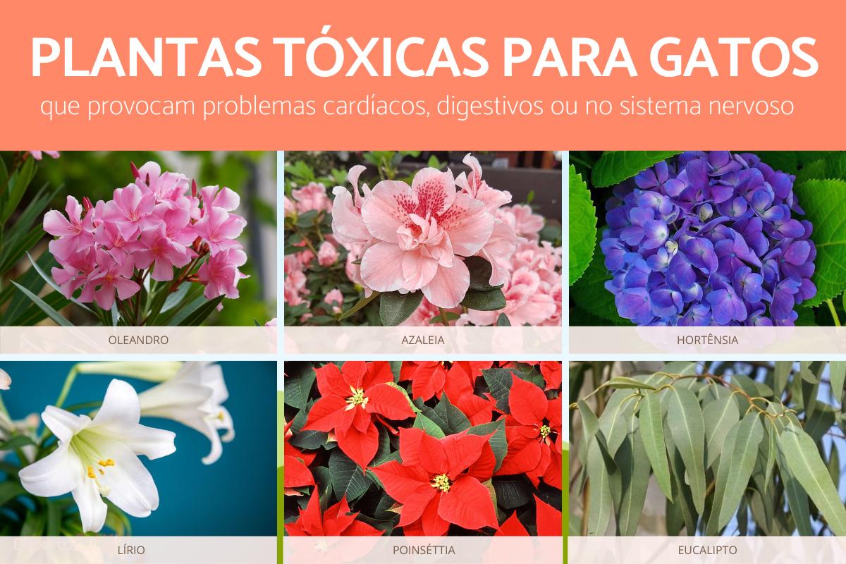 Plantas tóxicas para gatos