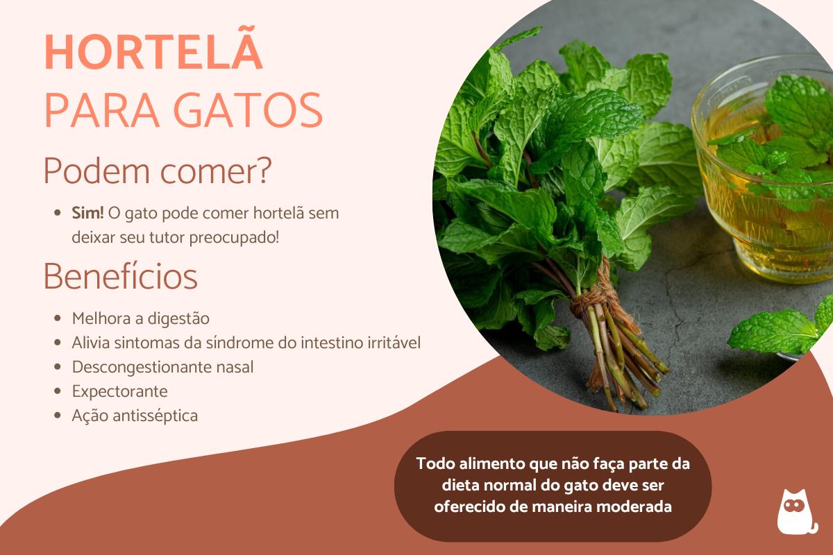 Gato pode comer hortelã?