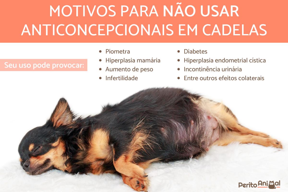 Posso dar anticoncepcional para minha cachorra?
