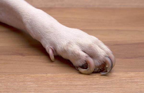 Unha de cachorro quebrada na raiz, o que fazer? - Causas para unha de cachorro quebrada