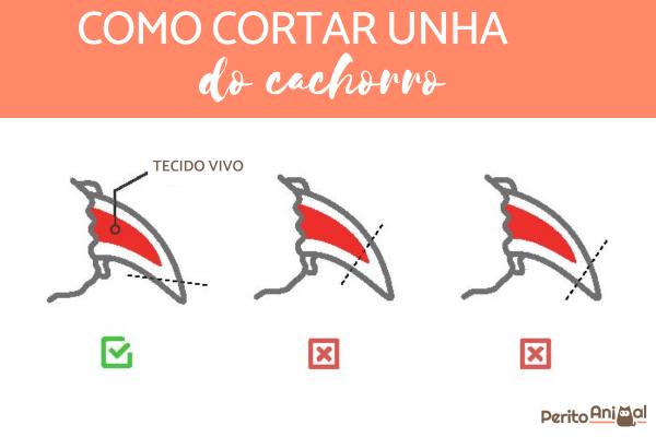 Unha de cachorro quebrada na raiz, o que fazer? - Como evitar que o cachorro quebre uma unha