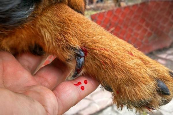 Unha de cachorro quebrada na raiz, o que fazer?