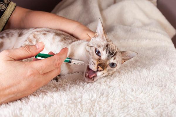 Remédio caseiro para abrir apetite de gato - 5. Alimentar com seringa