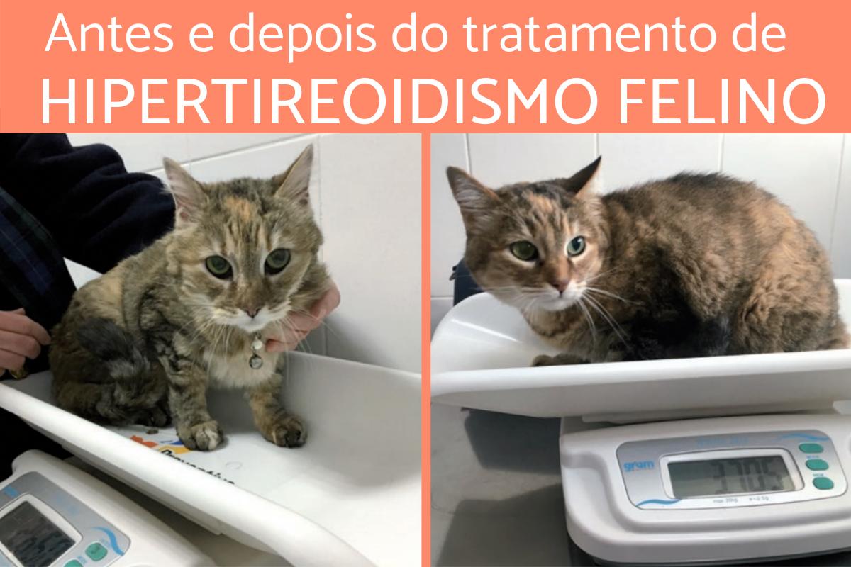 Hipertireoidismo em gatos - Sintomas e tratamentos