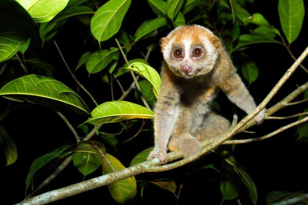 Os mamíferos mais venenosos do mundo - Loris lento maior (Nycticebus coucang)