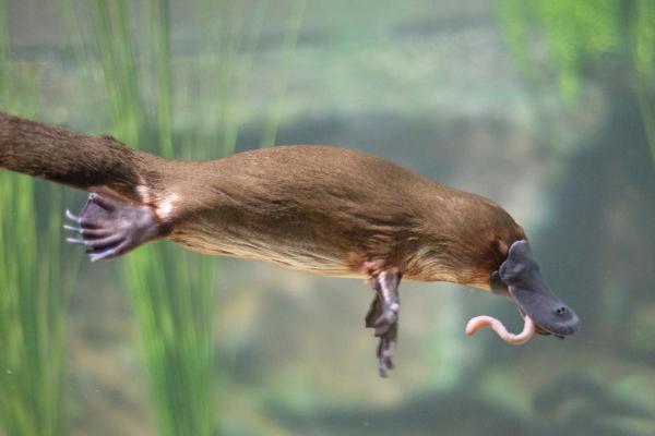 Os mamíferos mais venenosos do mundo - Ornitorrinco (Ornithorhynchus anatinus)