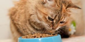 Remédio caseiro para abrir apetite de gato