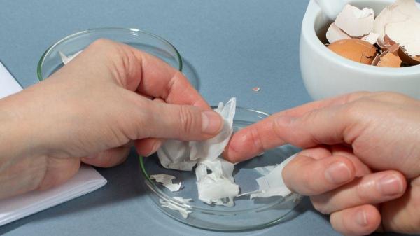 Casca de ovo para cachorro: benefícios e como dar - Casca de ovo para articulações dos cachorros