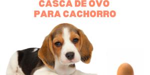 Casca de ovo para cachorro: benefícios e como dar
