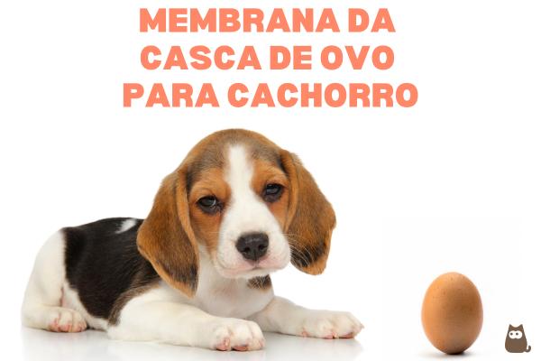 Casca de ovo para cachorro: benefícios e como dar