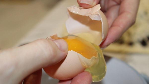 Casca de ovo para cachorro: benefícios e como dar - Como dar a membrana da casca do ovo para o cachorro de forma segura