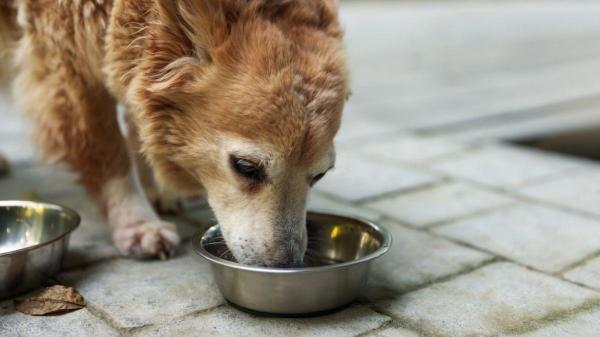 Casca de ovo para cachorro: benefícios e como dar - Dar a membrana da casca do ovo para o cachorro é perigoso?