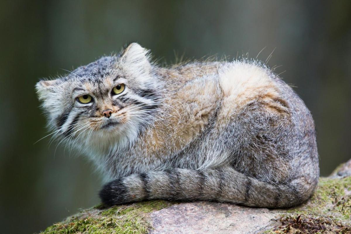 Gato de pallas ou manul - Características, tipos e habitat