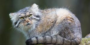 Gato de pallas ou manul - Características, tipos e habitat
