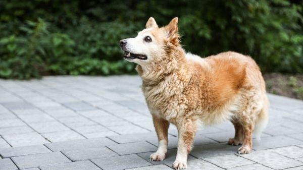 Casca de ovo para cachorro: benefícios e como dar - Por que a membrana interna da casca do ovo é para cachorros idosos