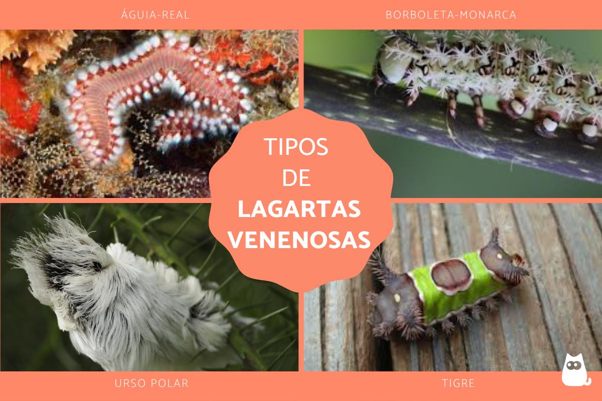 Tipos de lagartas venenosas