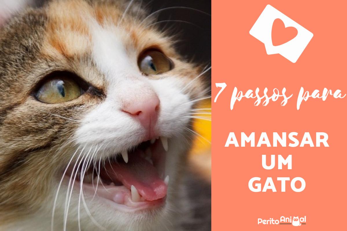 Como amansar um gato