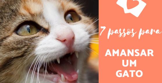 Como amansar um gato