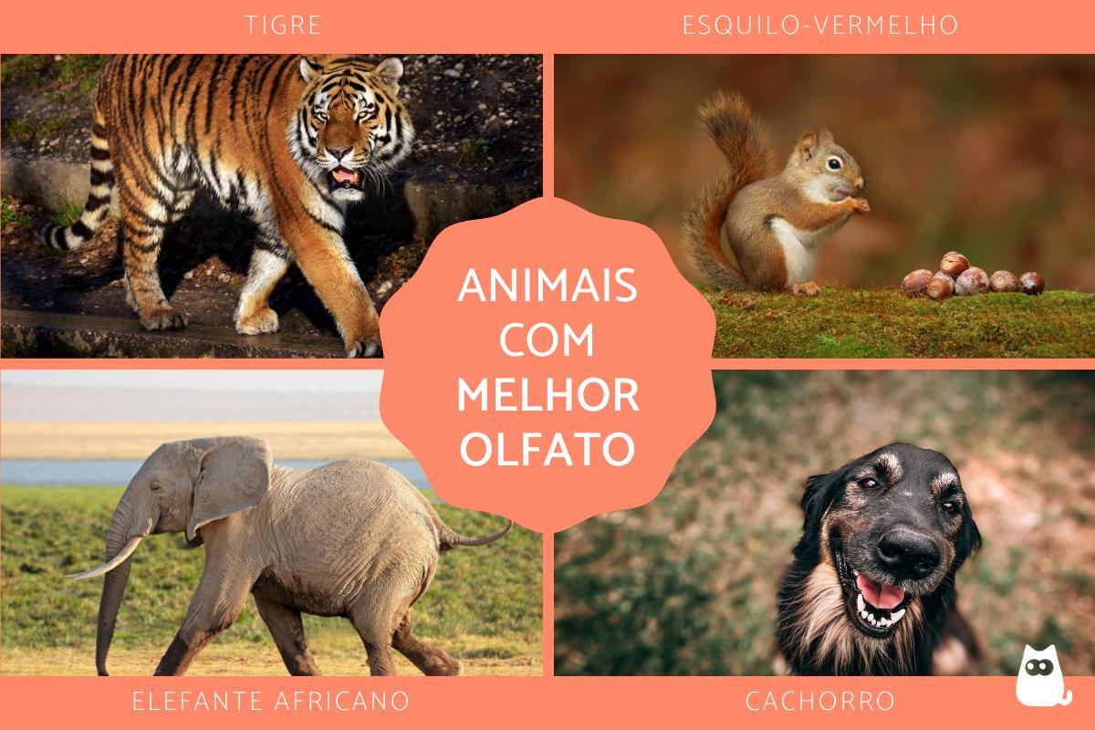 Animais com melhor olfato