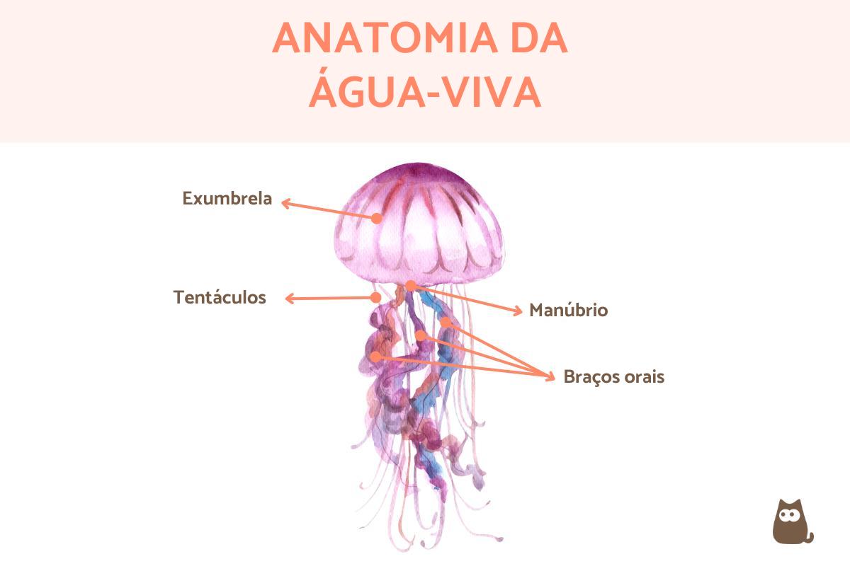 Como é o corpo da água-viva