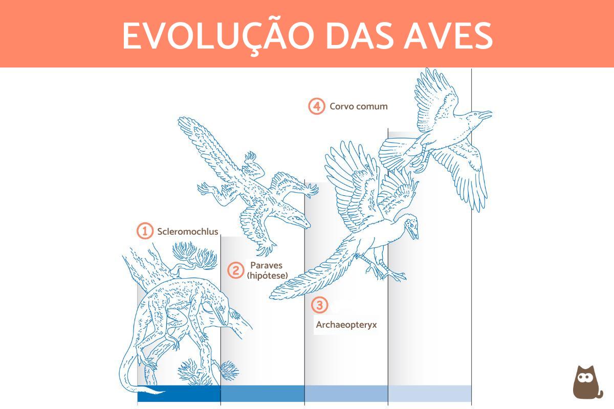 Origem e evolução das aves