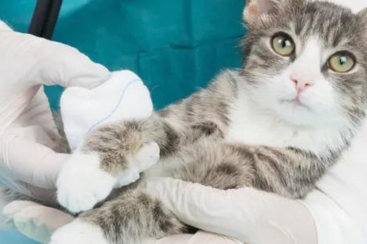 Posso usar água oxigenada no meu gato?