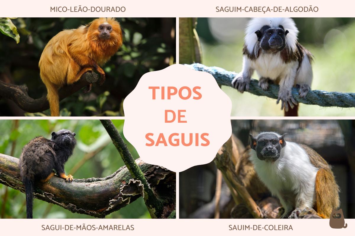 Saguis: o que são e características
