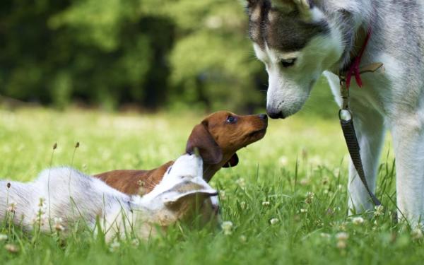 Convivência entre um novo filhote e um cachorro adulto - Apresentação em terreno neutro