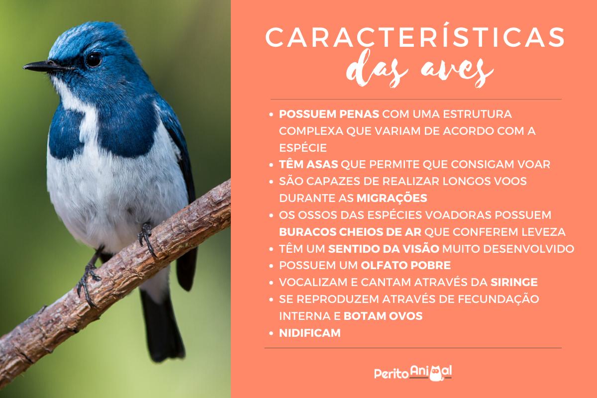 Características das aves