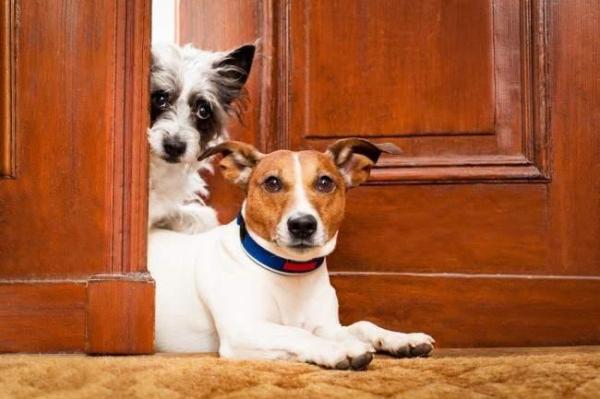 Convivência entre um novo filhote e um cachorro adulto - Conselhos para uma boa convivência