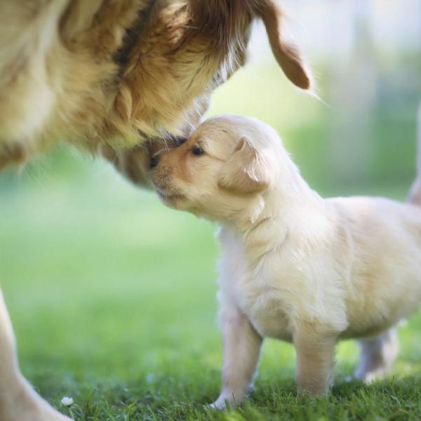 Convivência entre um novo filhote e um cachorro adulto