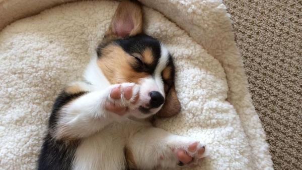 Convivência entre um novo filhote e um cachorro adulto - Prepare a casa para a convivência