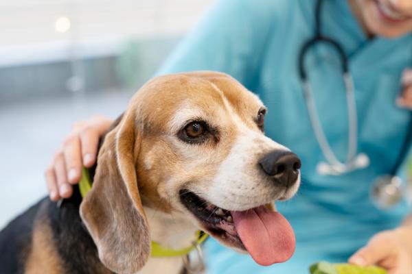Hiperlipidemia em cães: o que é, sintomas e tratamentos - Como prevenir a hiperlipidemia em cães?