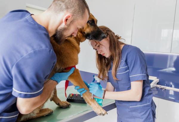 Hiperlipidemia em cães: o que é, sintomas e tratamentos - O que é hiperlipidemia em cães?