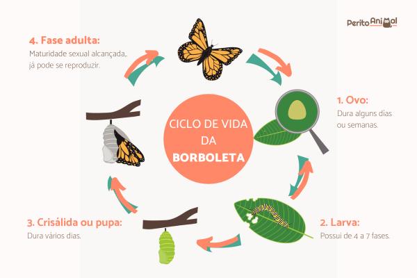 Ciclo de vida da borboleta - Fases, características e curiosidades