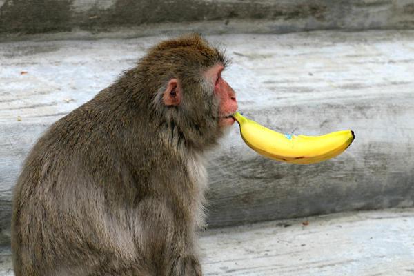 Curiosidades do macaco - Comportamento astuto e enganoso