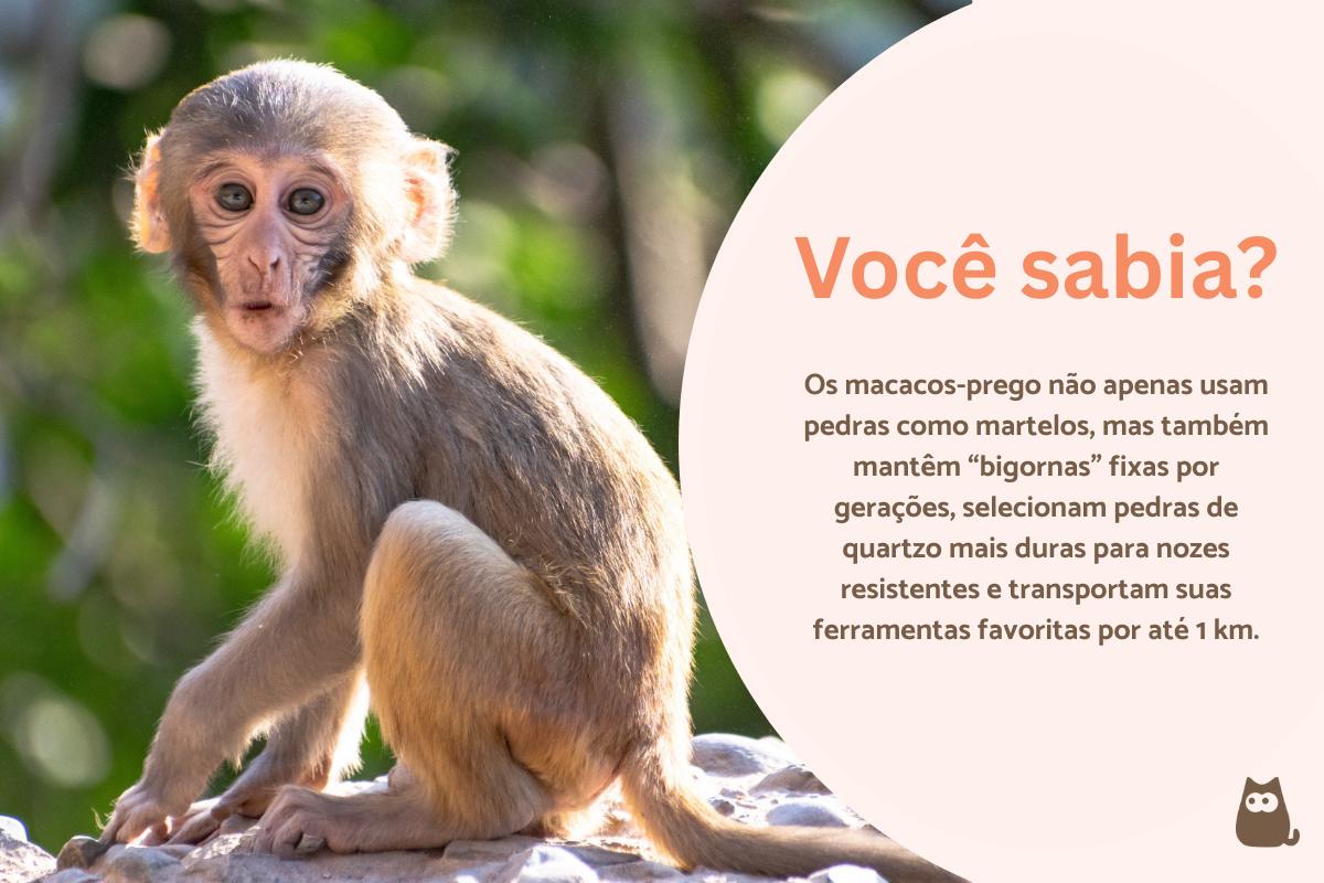 Curiosidades do macaco