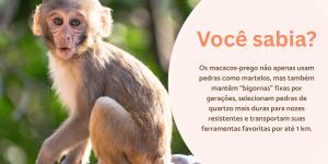 Curiosidades do macaco