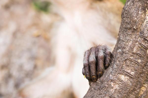 Curiosidades do macaco - Impressões digitais únicas